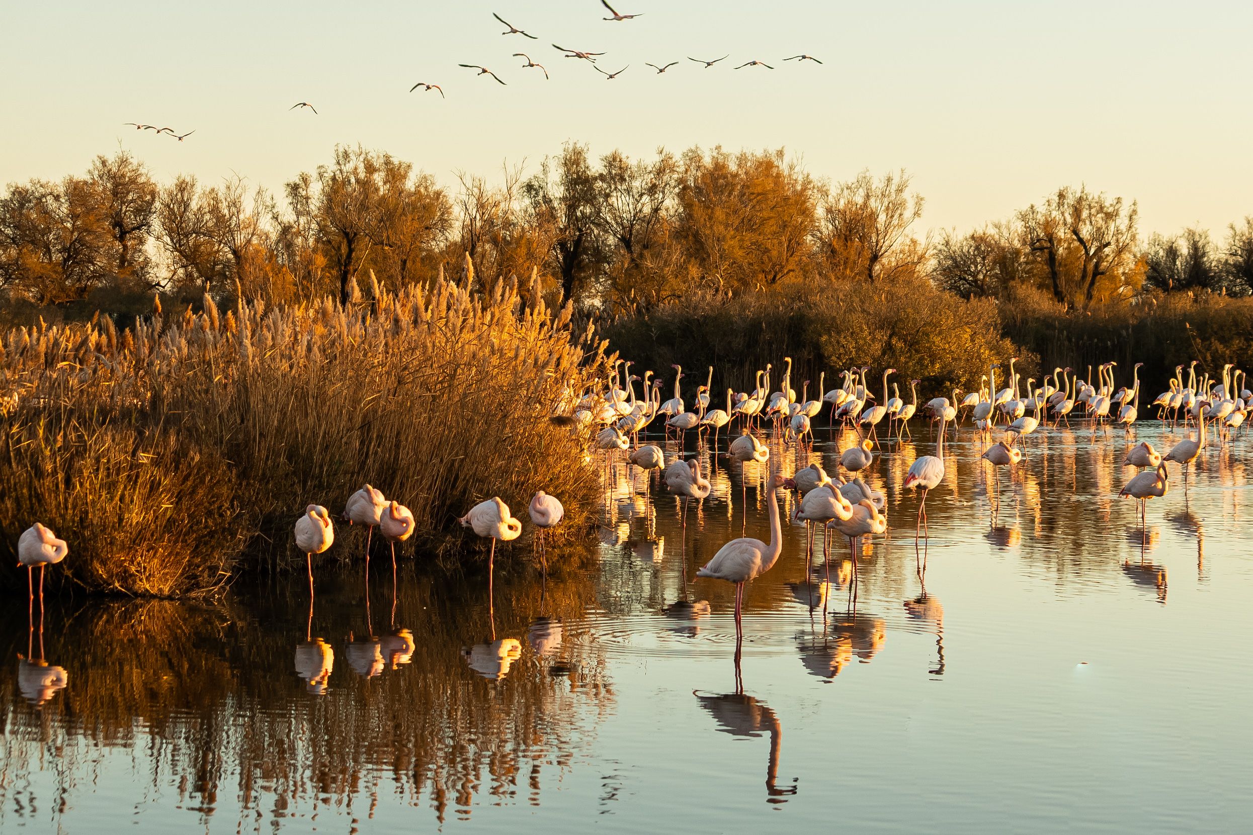 camargue