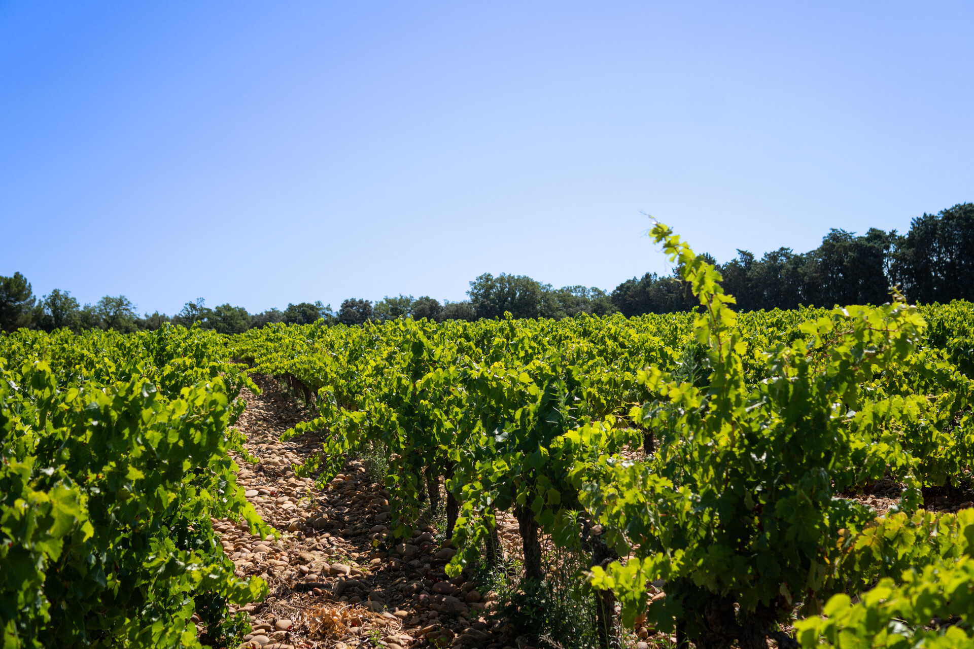 chateauneufdegadagne_vignes